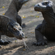 Image for article titled Nothing Could Possibly Go Wrong With Indonesia's Plan for 'Jurassic Park' on Island Filled with Komodo Dragons